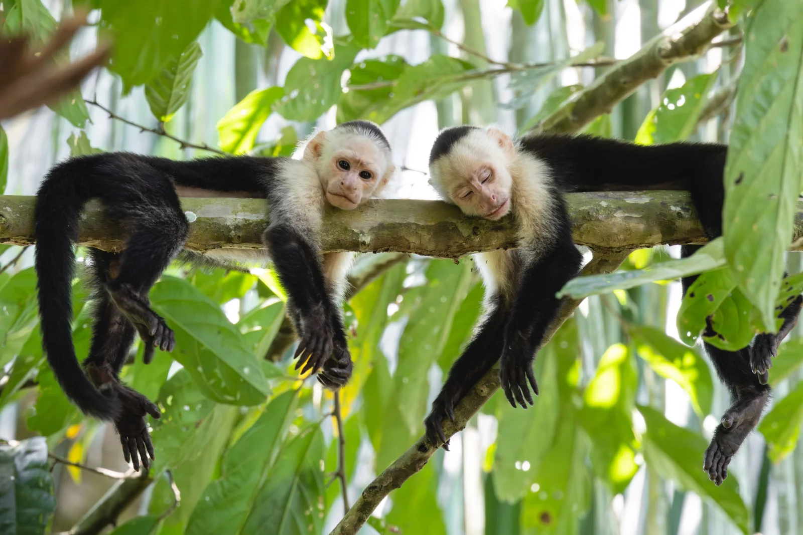 Bosque tropical y biodiversidad de Costa Rica