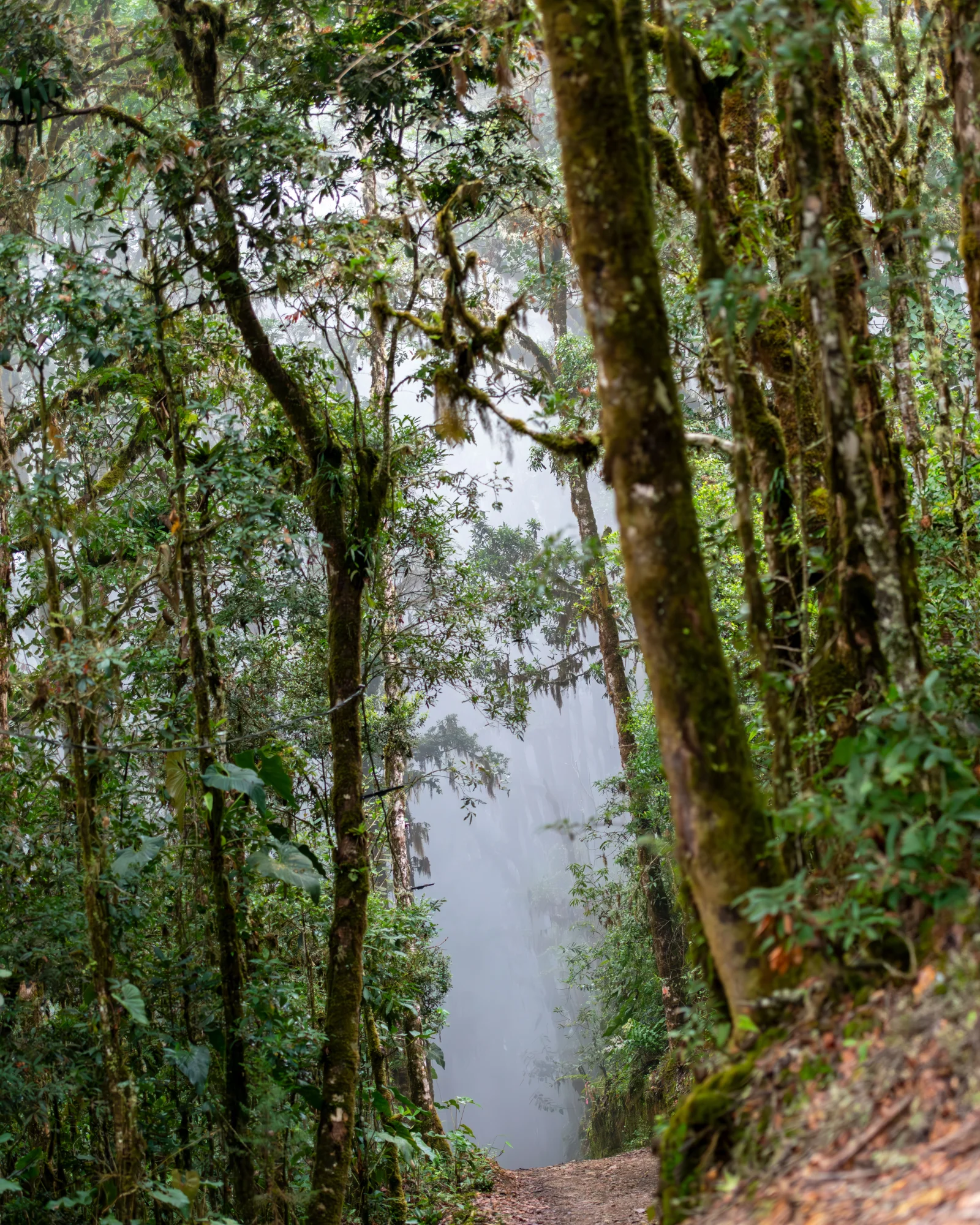 Vegetación de bosque nuboso en Costa Rica