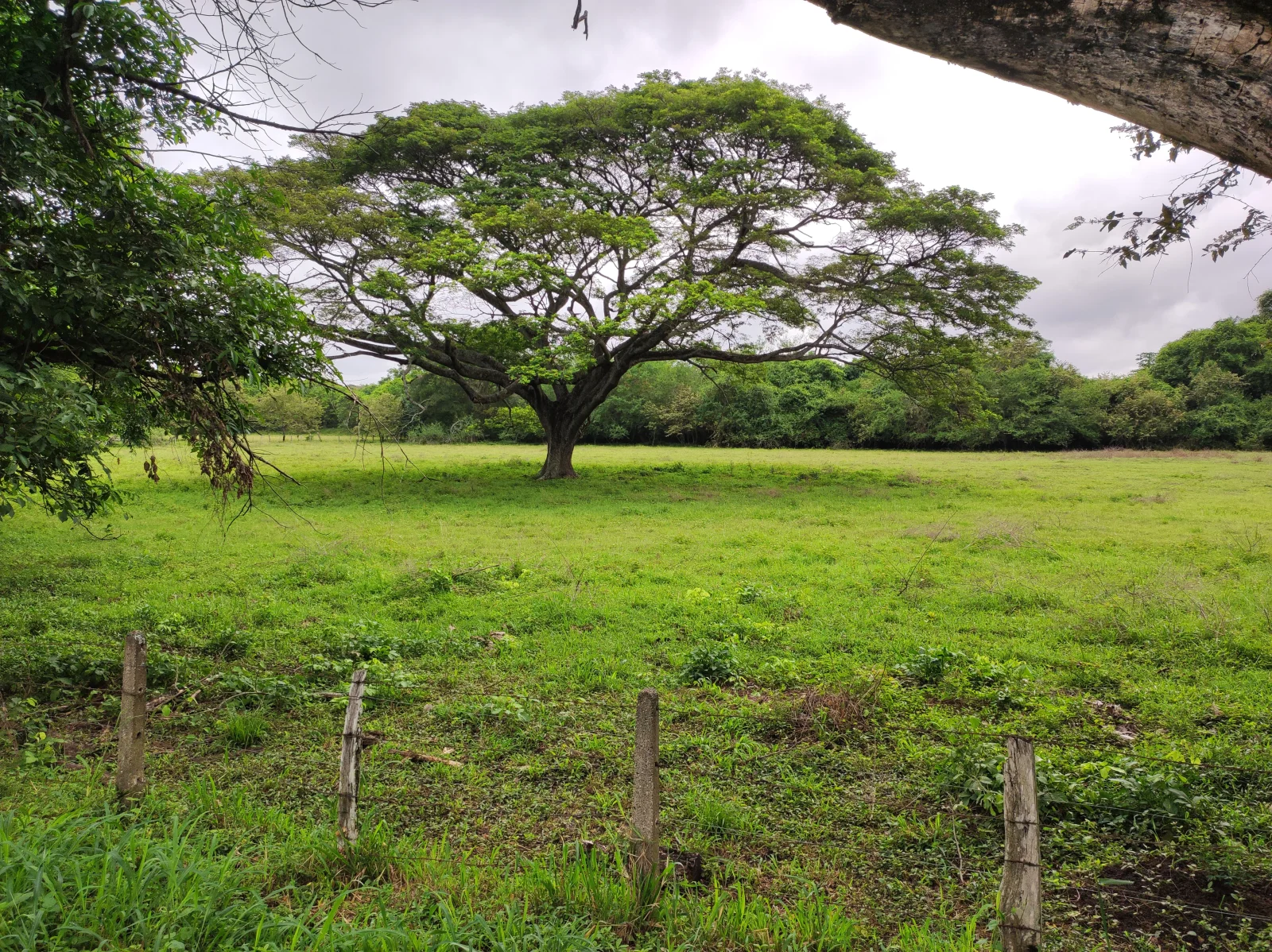 Árbol de Guanacaste de copa amplia