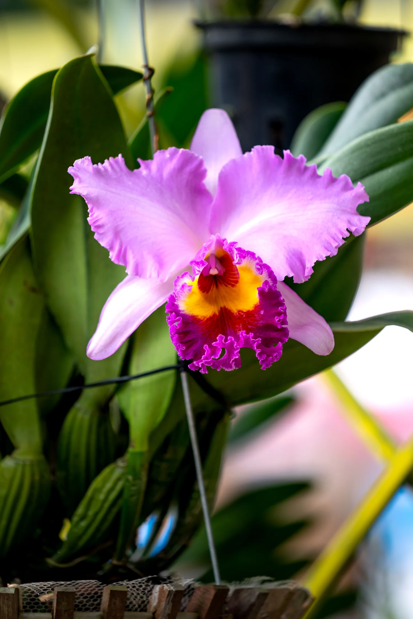 Flores de guaria morada
