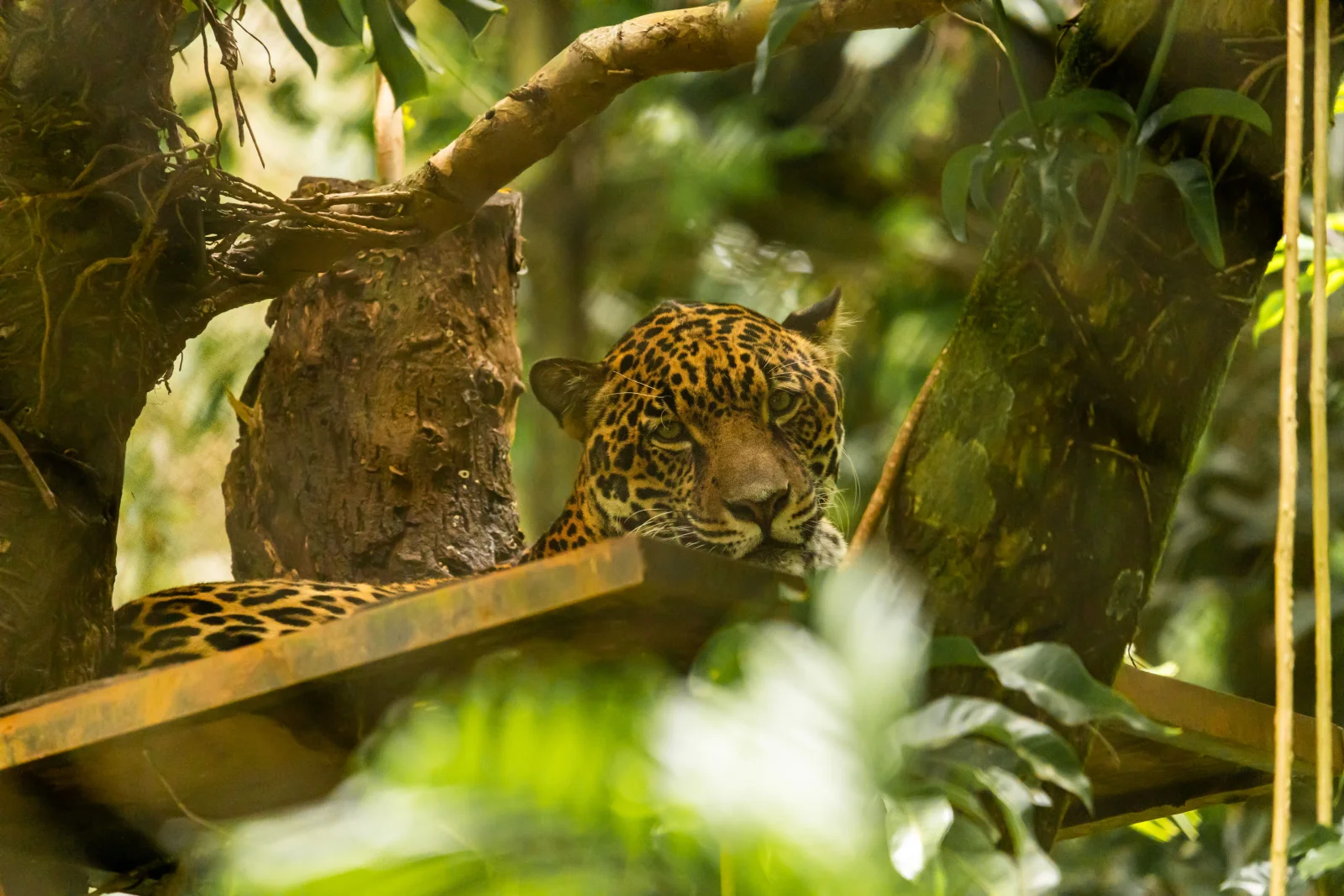 Jaguar en un bosque de Costa Rica