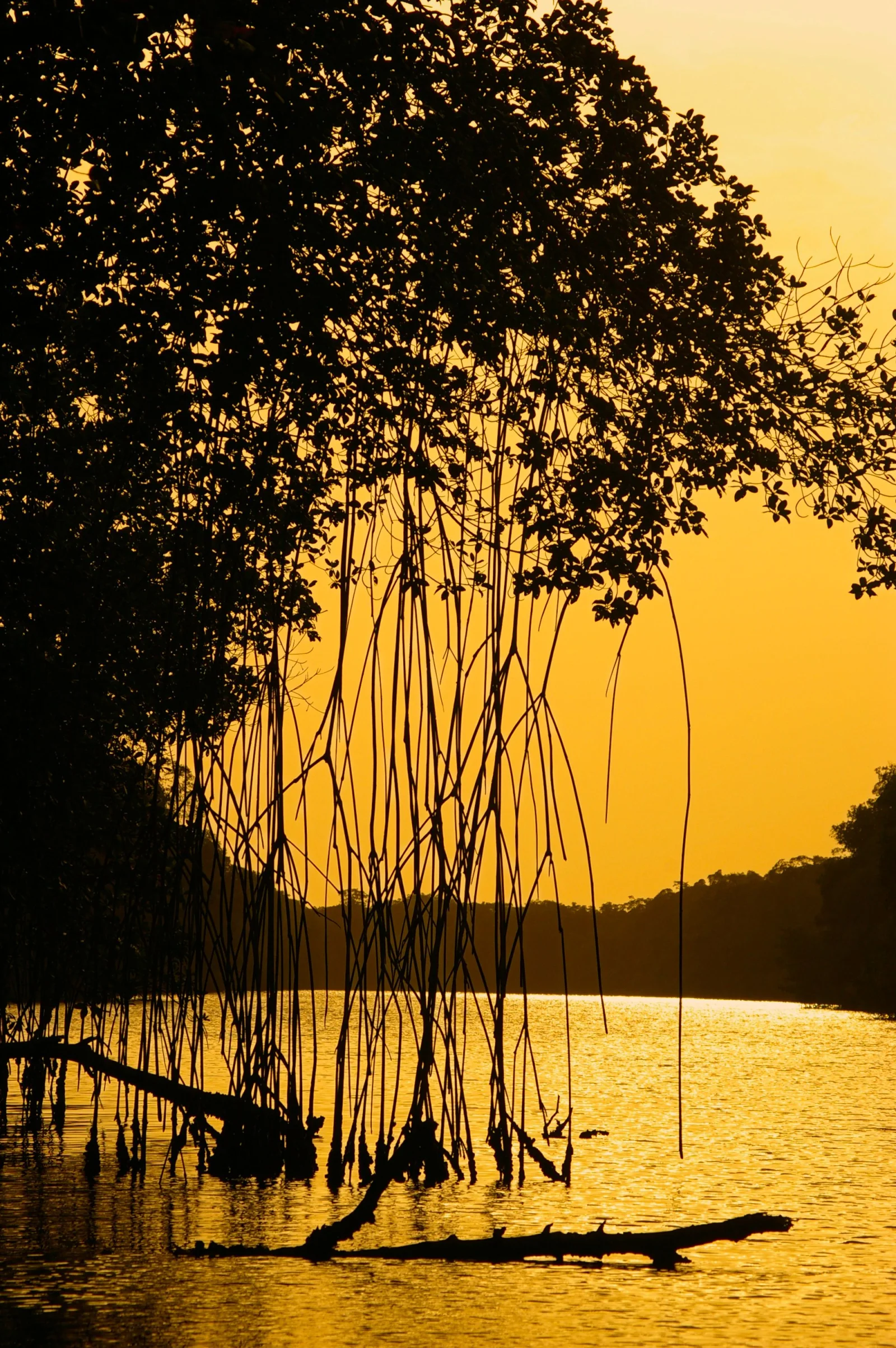 Raíces de manglar en la costa costarricense