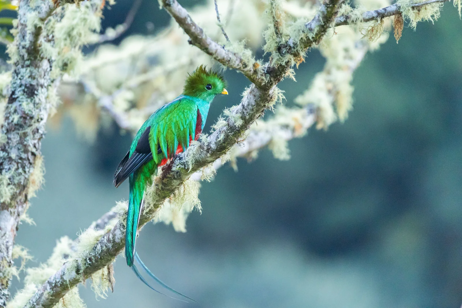 Quetzal resplandeciente en un bosque nuboso