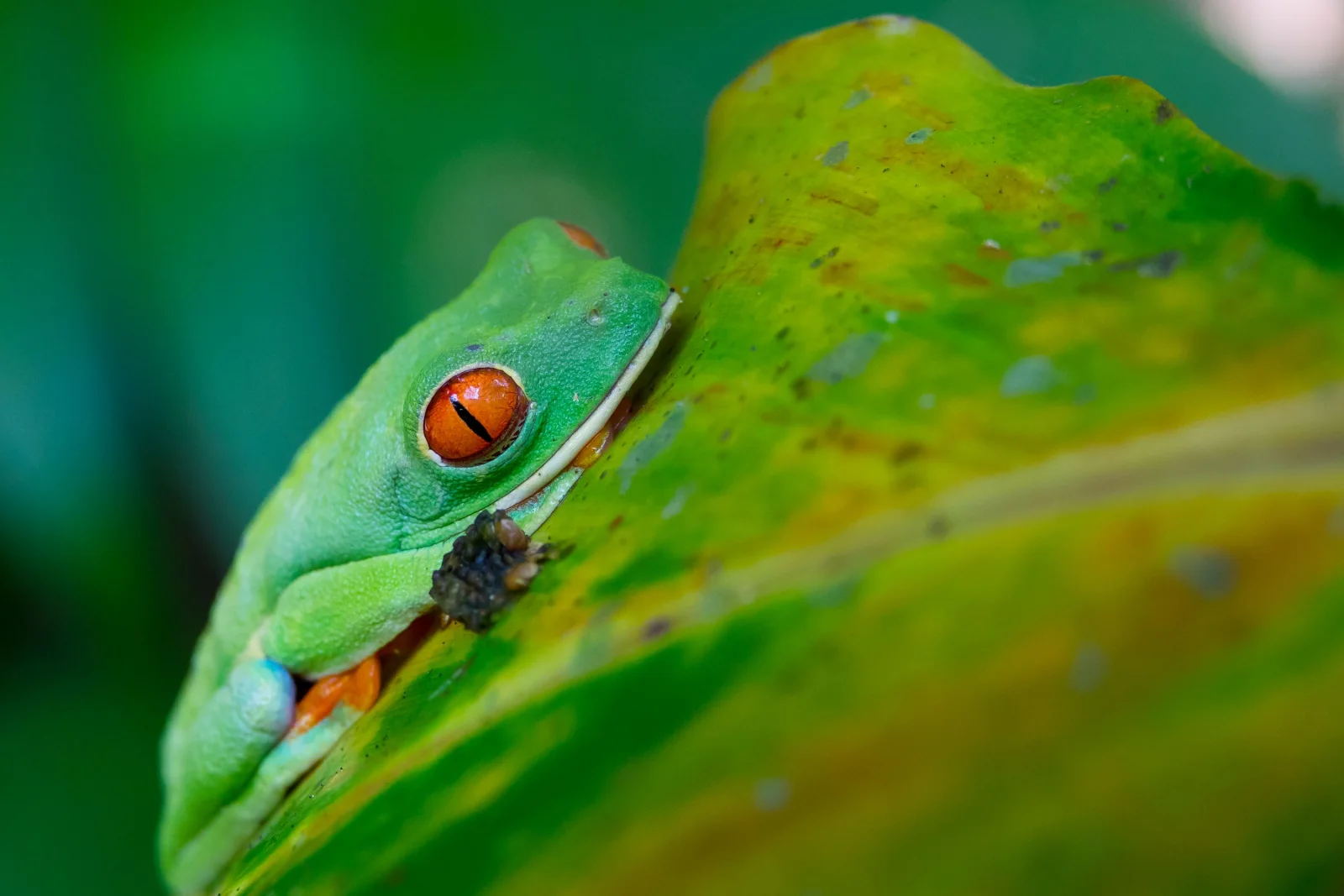 Rana de ojos rojos sobre una hoja
