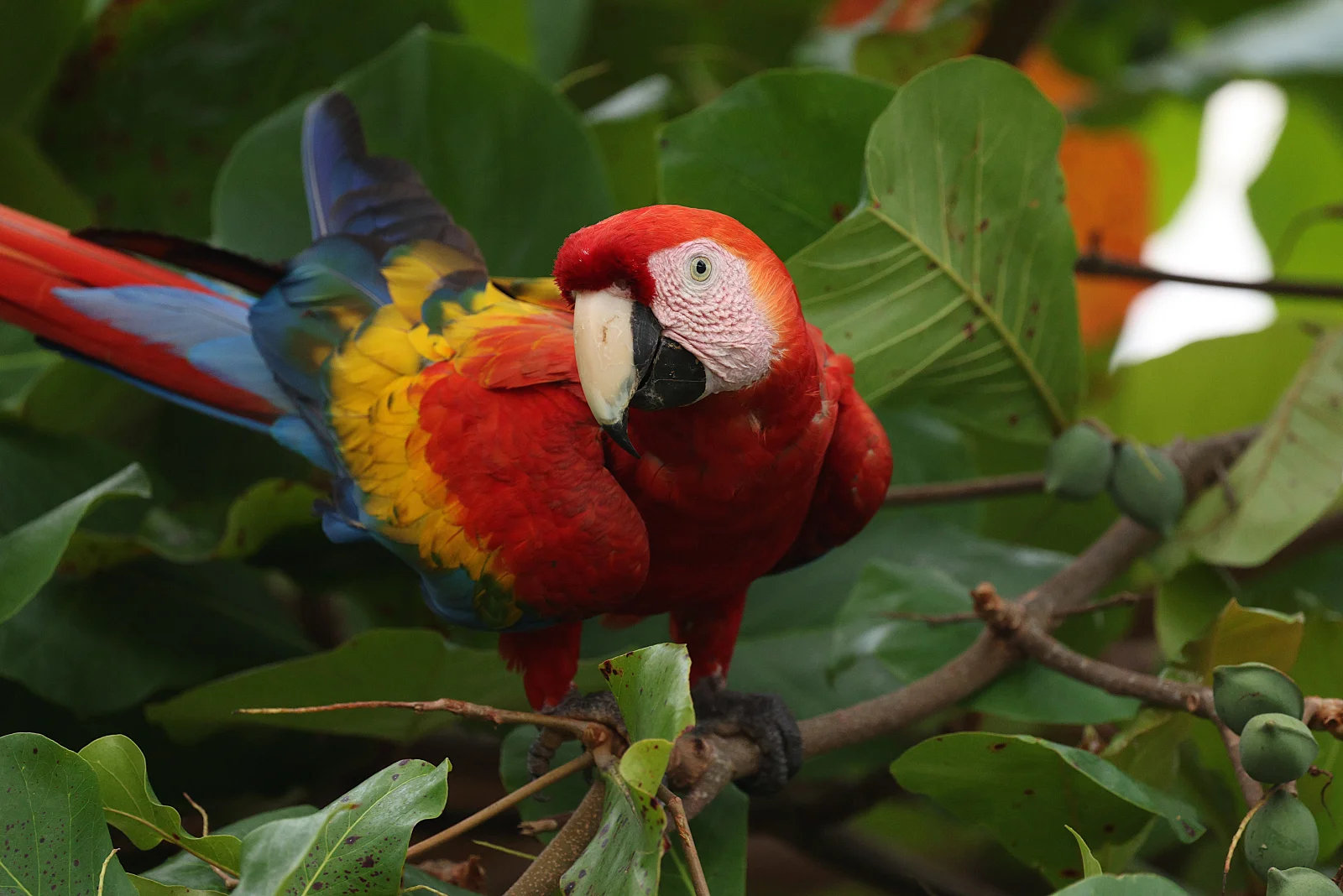 Lapa roja volando sobre el bosque
