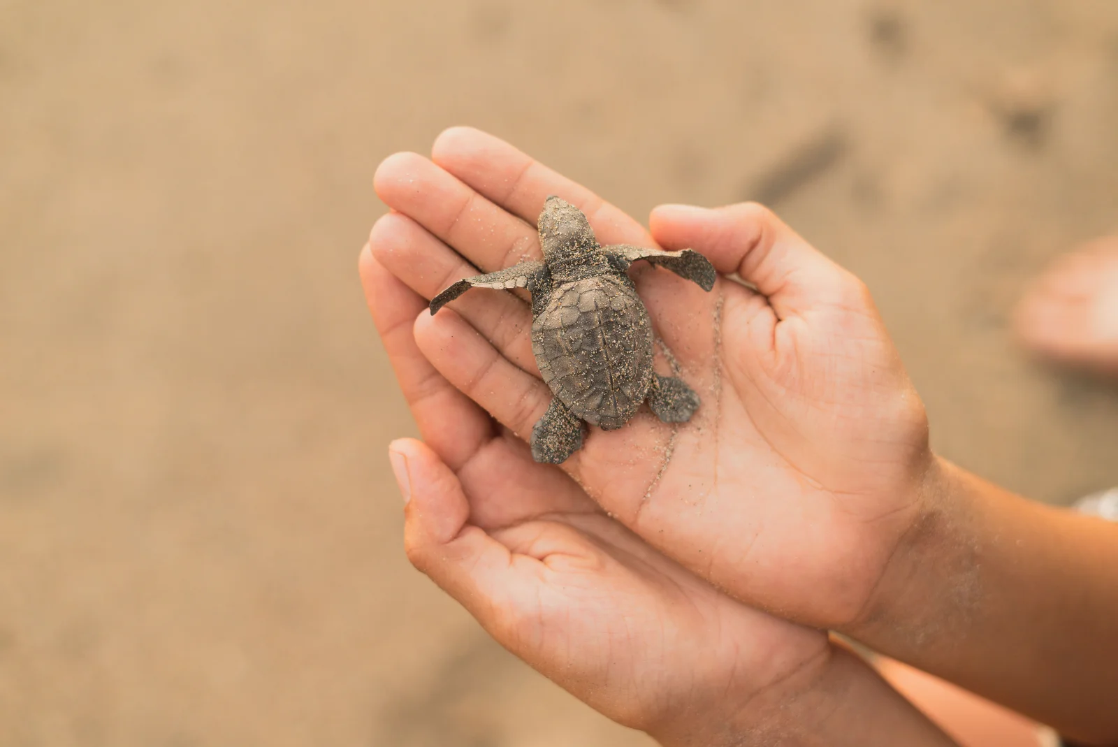 Tortuga marina cerca de una playa de anidación