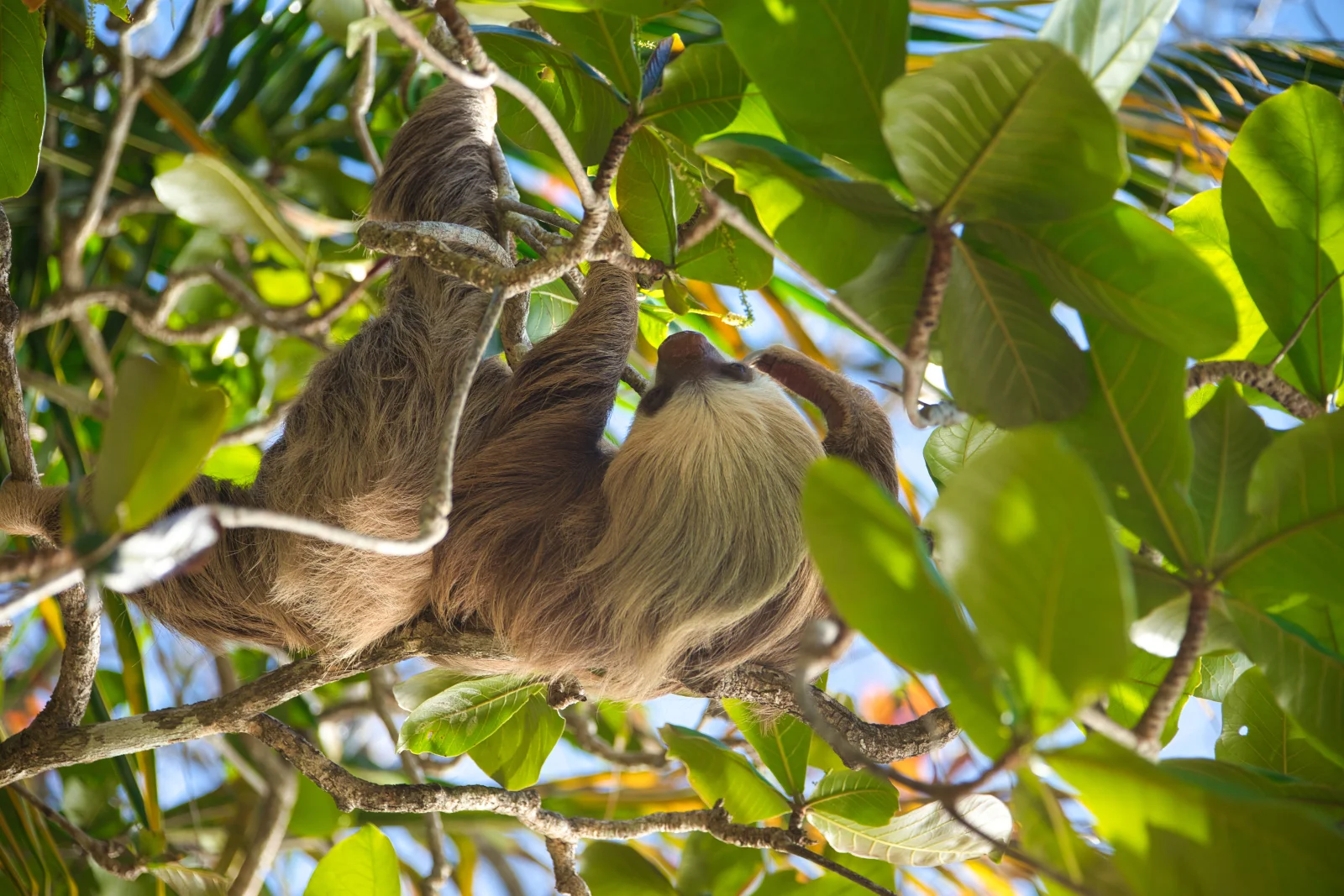 Perezoso descansando en un árbol