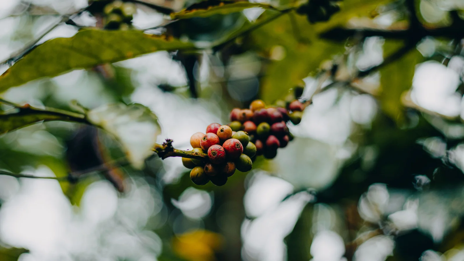 Café maduro y paisaje cafetalero de Costa Rica