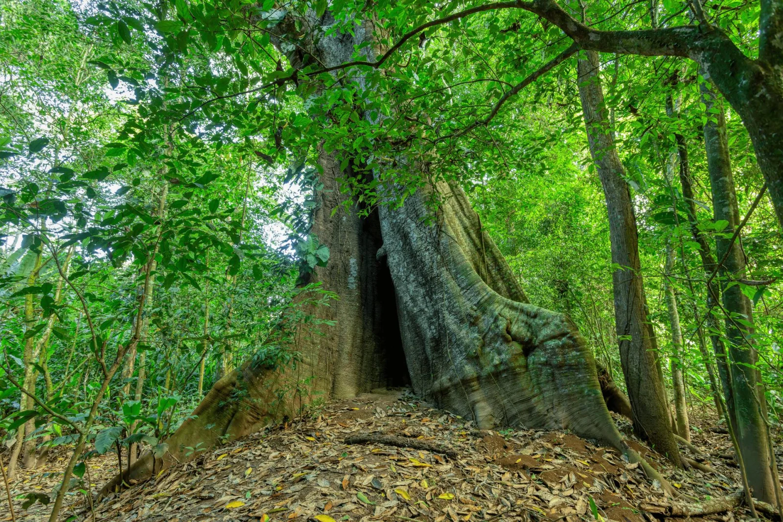 Parque Nacional Carara, Costa Rica